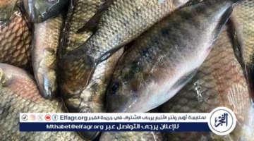 أسعار السمك البلطي والبوري في أسواق المنيا السبت 2025